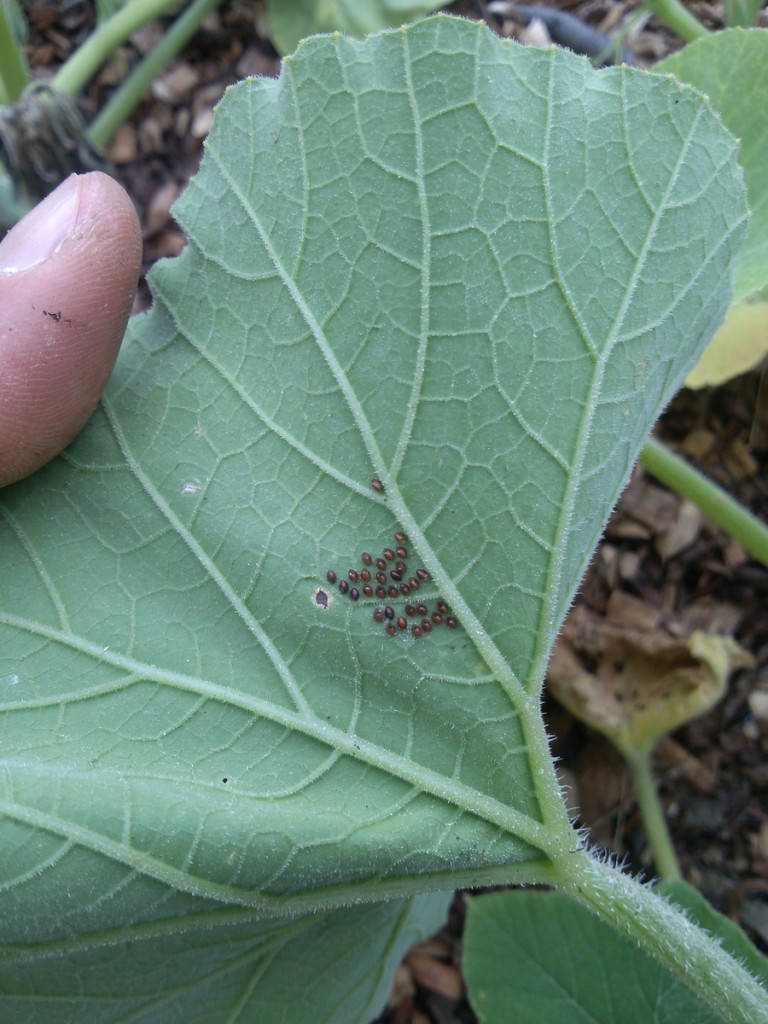 Squash bug eggs on underside of squash leaves