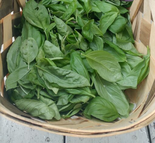 A basket of harvested Genovese Basil leaves.