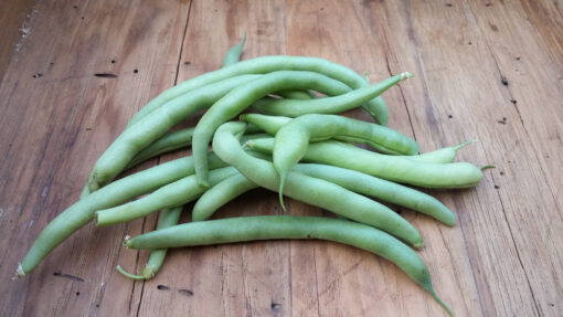 A handful of Blue Lake Bush Beans on a wooden surface.