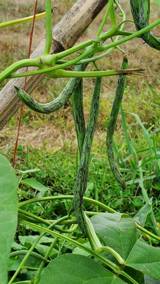 Long Rattlesnake Pole Beans growing on the vines.