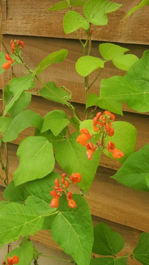 A Bean Pole Scarlet Runner plant with red flowers in front of a wooden wall.