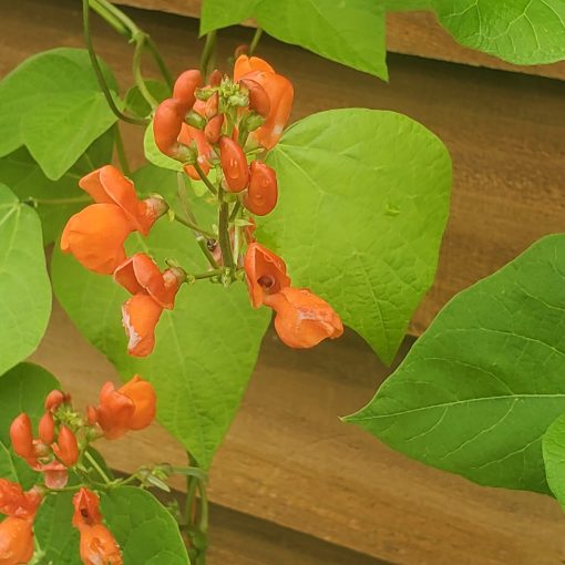 A Bean Pole Scarlet Runner plant with orange flowers and green leaves.