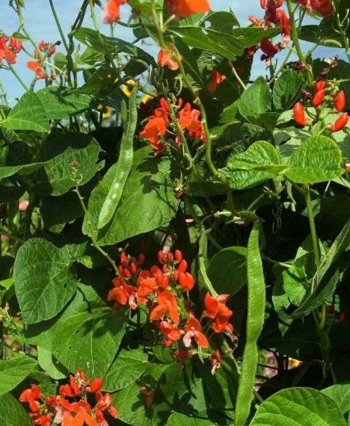 A Bean Pole Scarlet Runner plant with red flowers and green leaves.