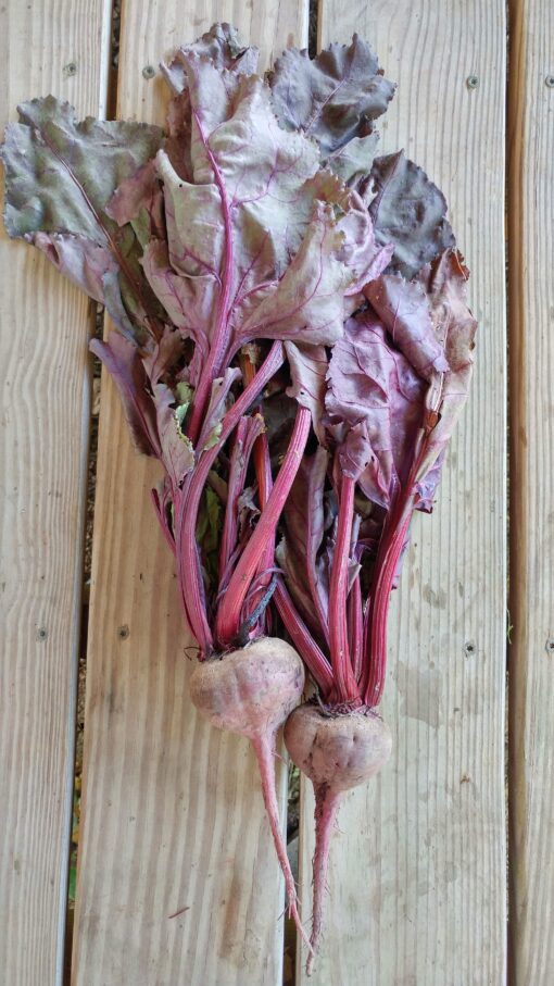 Long Bull's Blood Beets with the tops and roots.