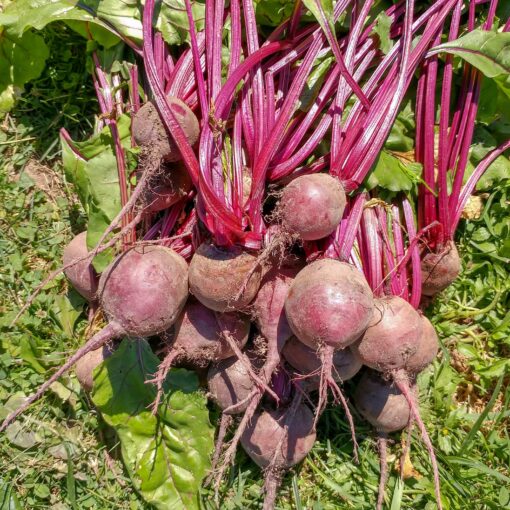 Beet Detroit Dark Red beets laying on the ground.