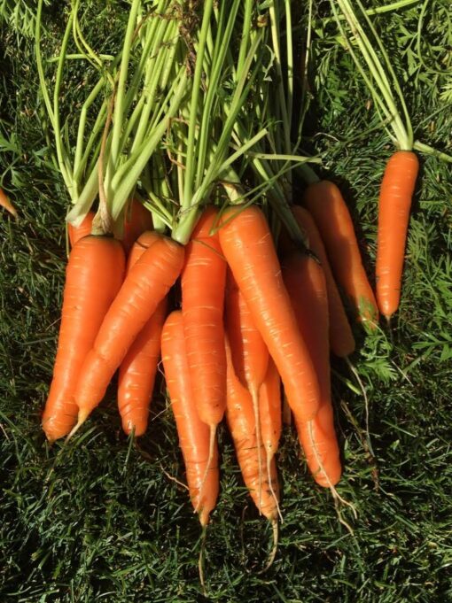 Carrot Scarlet Nantes Organic with green tops lying on grass.