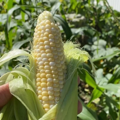 Corn Double Standard full of plump kernels.