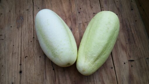 Two whole White Wonder Cucumbers.