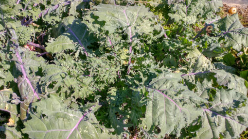 Mature Red Russian Kale leaves.