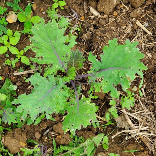 Kale Red Russian plant with multiple green purplish leaves growing from it.