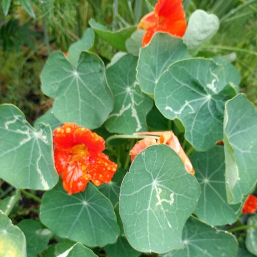 Nasturtium Dwarf Jewel Flower Mix plant with blooms and large leaves.
