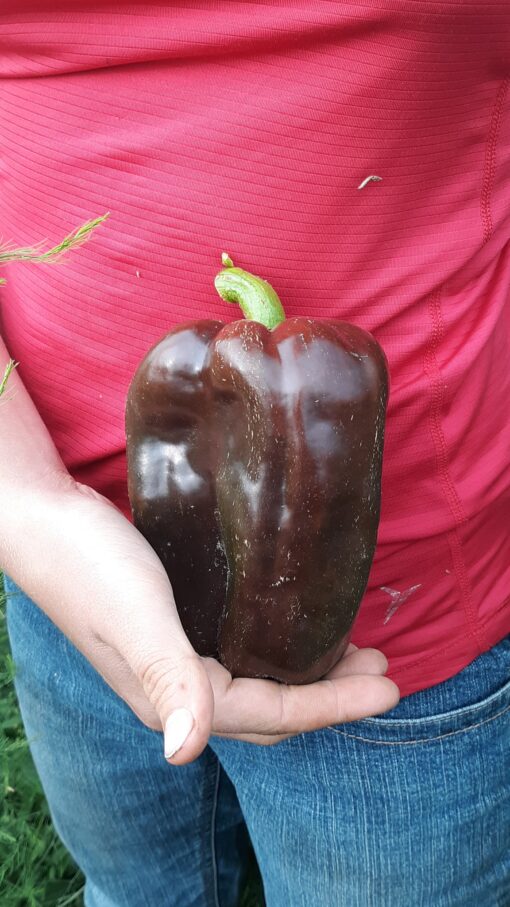 Holding a very large Chocolate Pepper.