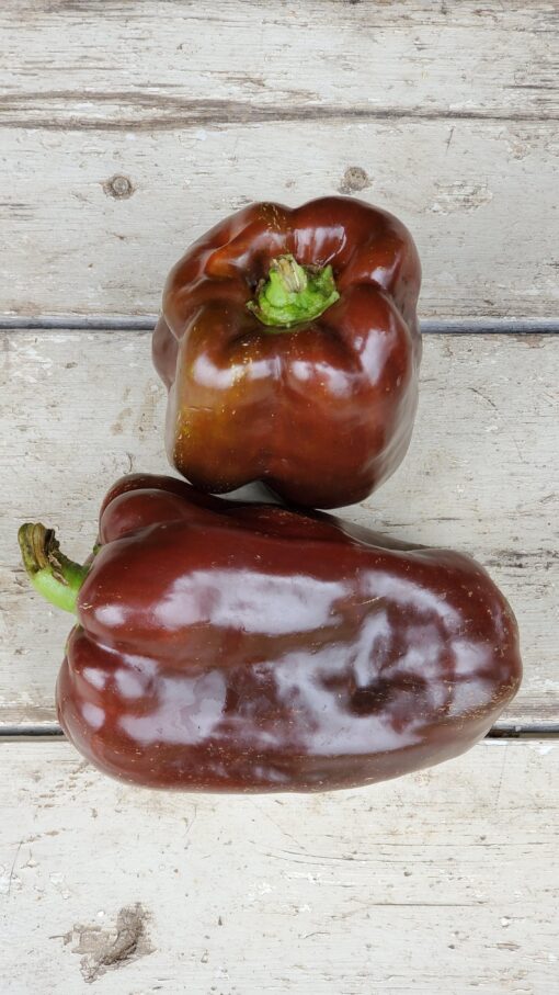 Two shiny brown Chocolate Peppers sitting next to each other.