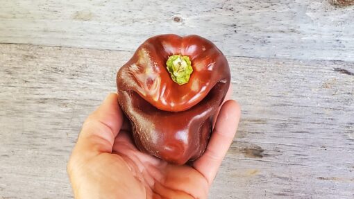 Funny shaped Chocolate Pepper in hand.