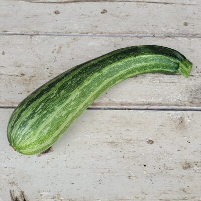 Summer Squash Cocozelle Zucchini with its dark and light green striped skin.