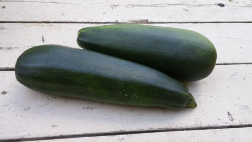 Two very Dark Green Zucchini Summer Squash sitting next to each other.
