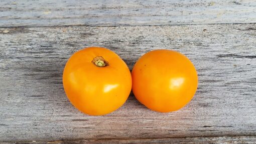 Two plump Golden Jubilee Tomatoes sitting on a wooden surface.