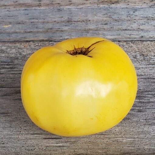 Tomato Great White with its smooth and pale yellow skin.
