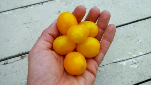 A handful of sunny yellow Morning Sun Tomatoes.