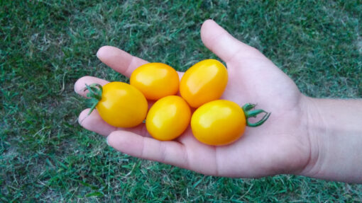 Large Morning Sun Tomatoes in hand.