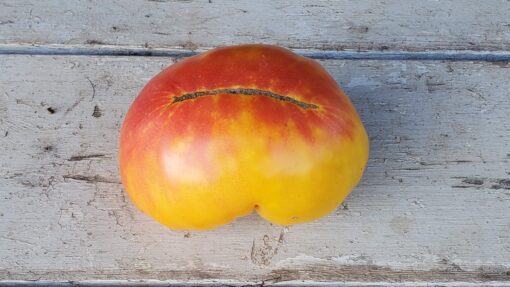 Marbled red bottom of a yellow shouldered Pineapple Tomato.