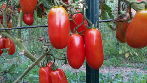 Fat red Roma Tomatoes growing on the vines.