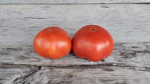 Two Rutgers Tomatoes sitting side by side.