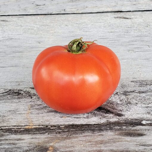 Pretty Tomato Rutgers sitting on a wooden surface.