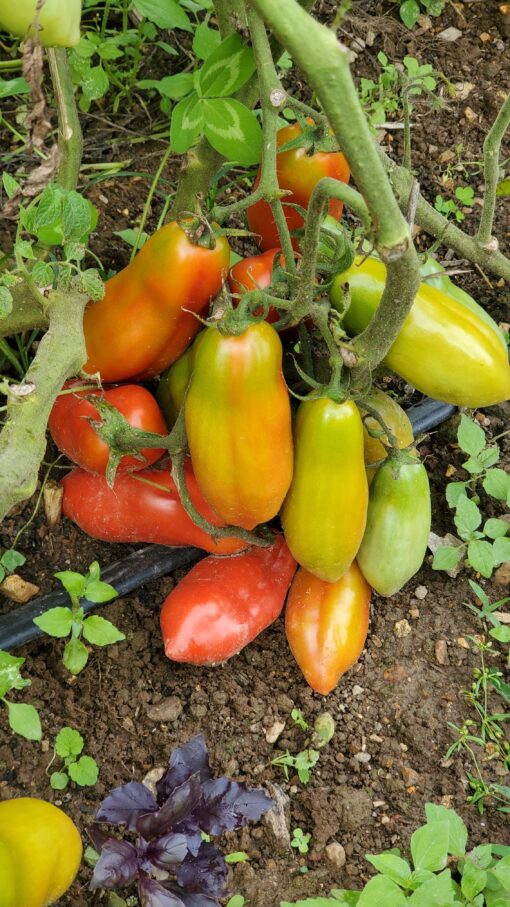 San Marzano Tomatoes ripening on the plant.