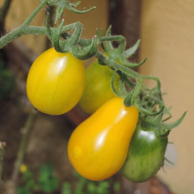 Tomato Yellow Pear tomatoes ripening on the vine.