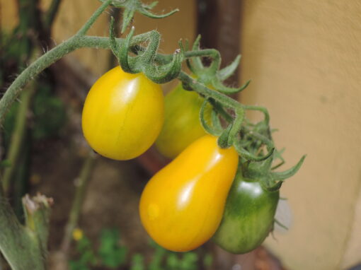 Tomato Yellow Pear tomatoes ripening on the vine.