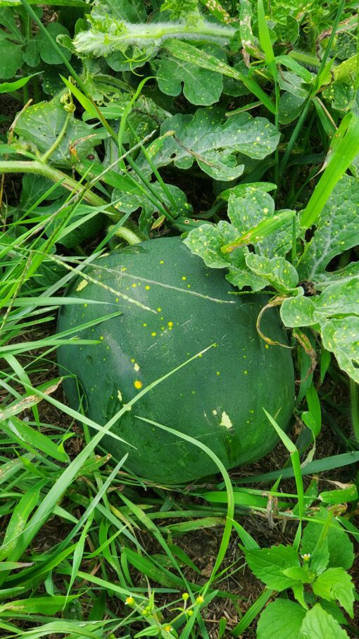 Moon and Stars Watermelon nestled under the speckled leaves.