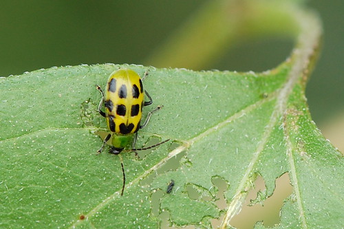 A yellow and black spotted beetle is on a green leaf in the garden, showing signs of being eaten, perfect for organic pest control against worms and bugs.