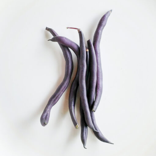 Bean Bush Royalty Purple Pod beans on a white background.