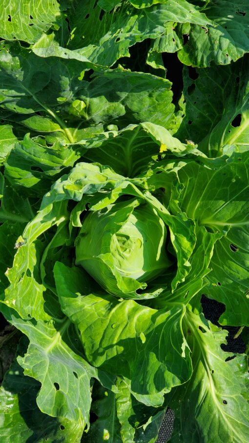 Deep green Early Jersey Wakefield Cabbage growing in the garden.