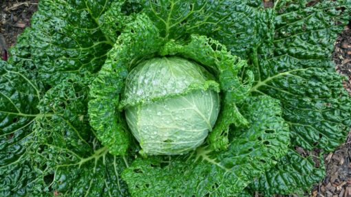 Pretty head of Perfection Drumhead Savoy Cabbage growing in the garden.