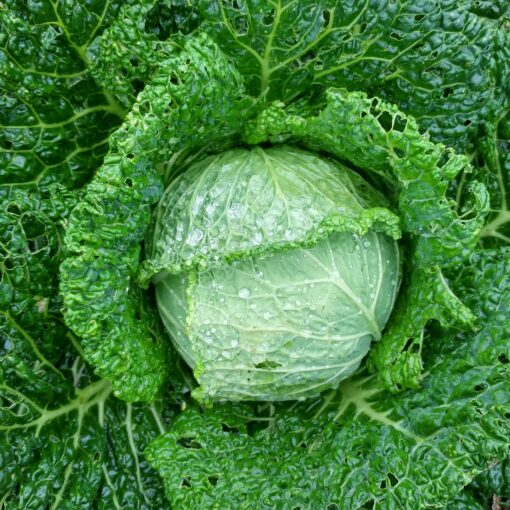 Cabbage Perfection Drumhead Savoy head growing outside.