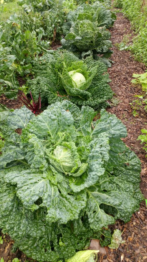 Several Cabbage Perfection Drumhead Savoy heads growing in a row.