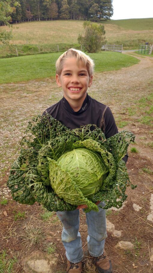 Holding a very large Perfection Drumhead Savoy Cabbage.