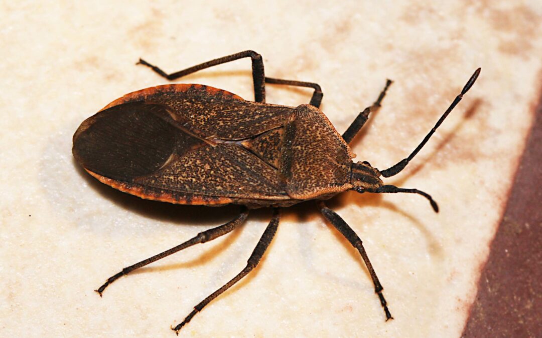 Close-up of a brown and black insect with long antennae and six legs on a light surface.