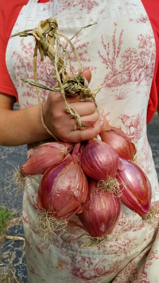 Holding a large bunch of Tropeana Lunga Onions.