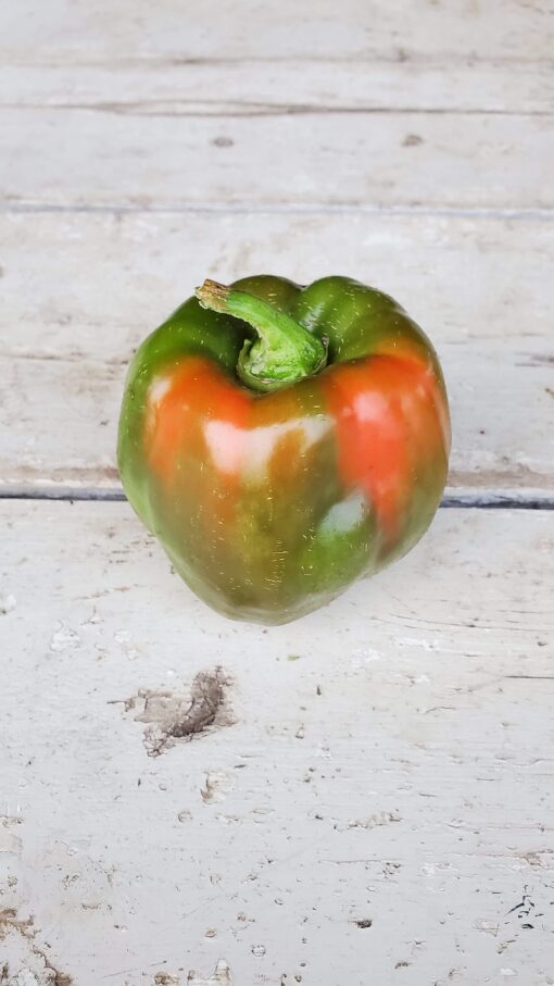 A single California Wonder Pepper that is green but splashed with red.