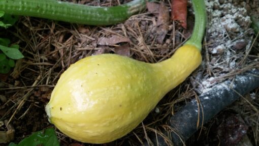 Fat Early Golden Crookneck Summer Squash still growing on the vine.