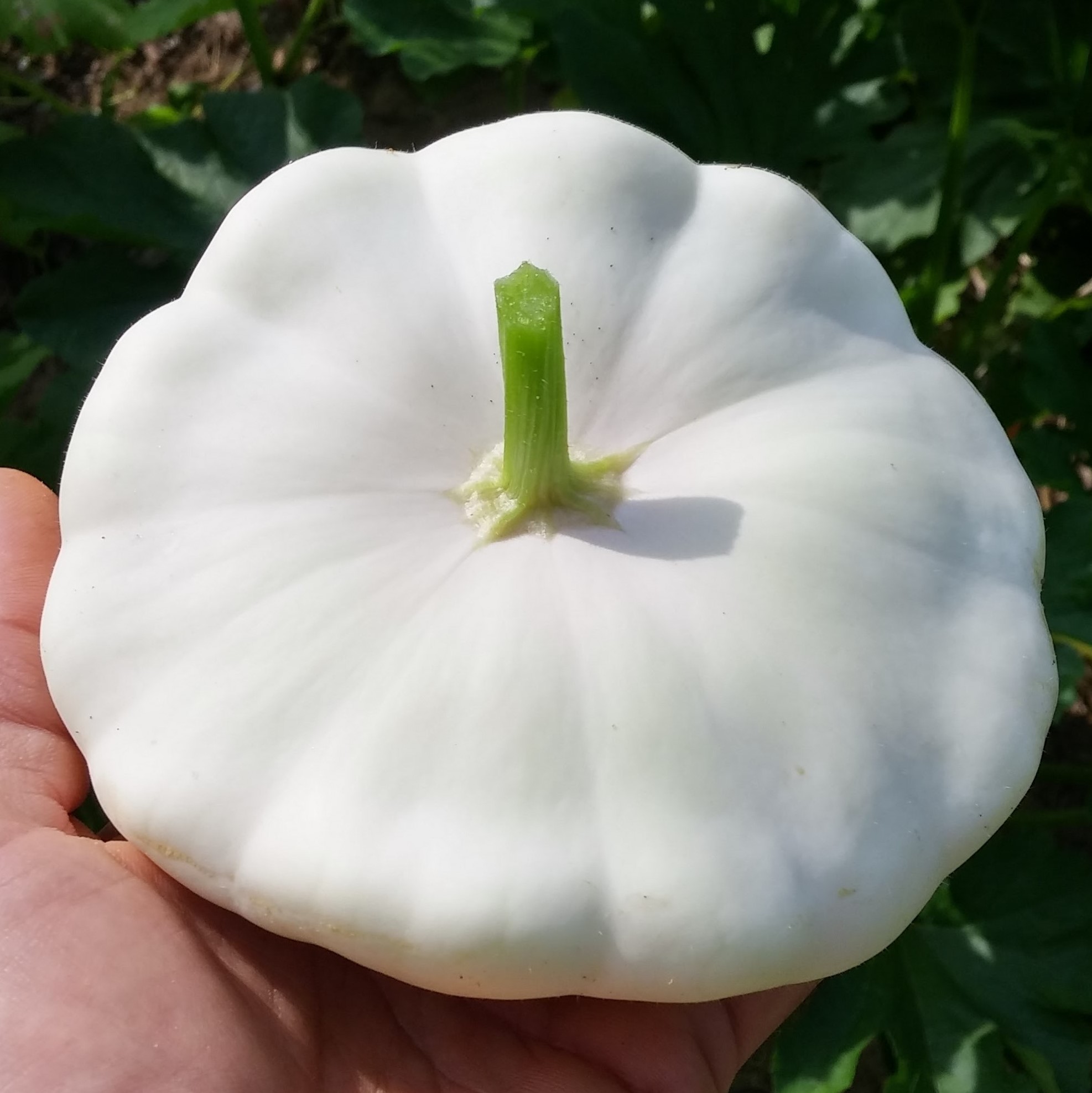 https://seedsforgenerations.com/wp-content/uploads/sites/2/2013/07/Summer-Squash-White-Scallop-Patty-Pan-20160725_094246_HDR-Square.jpg
