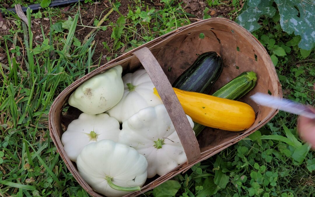 White Scallop Patty Pan Summer Squash in a basket with other squash.