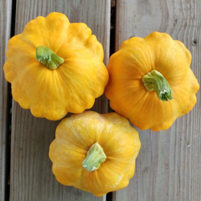 Summer Squash Yellow Scallop Patty Pan clustered together.