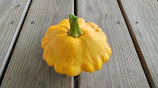 A large Yellow Scallop Patty Pan Summer Squash sitting on a deck.