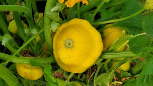A small tender Yellow Scallop Patty Pan Summer Squash growing on the plant.