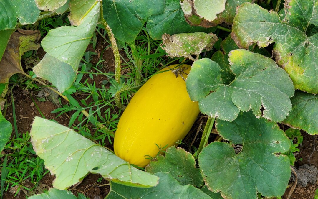 Learn Why Your Squash Plant Has Blooms but No Squash