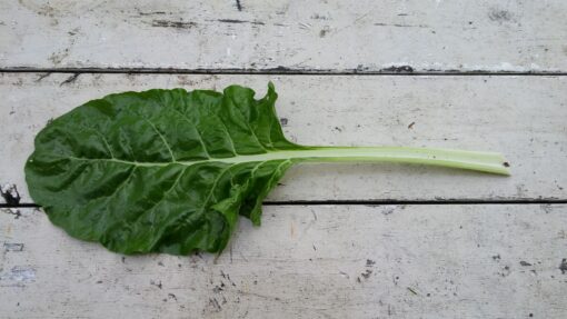 An individual leaf of Fordhook Giant Chard with its green top and white stem.